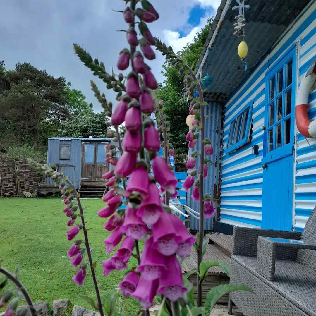 The Hut at Treguth Glamping