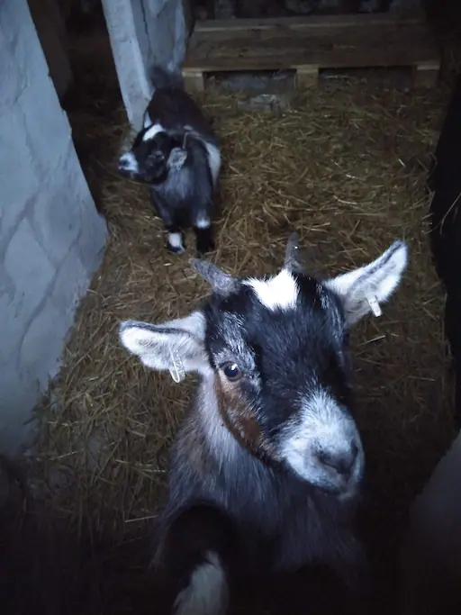 Treguth Glamping Cornwall Stargazing and Beaches