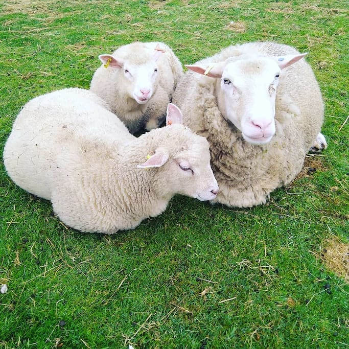 Treguth Glamping Sheep