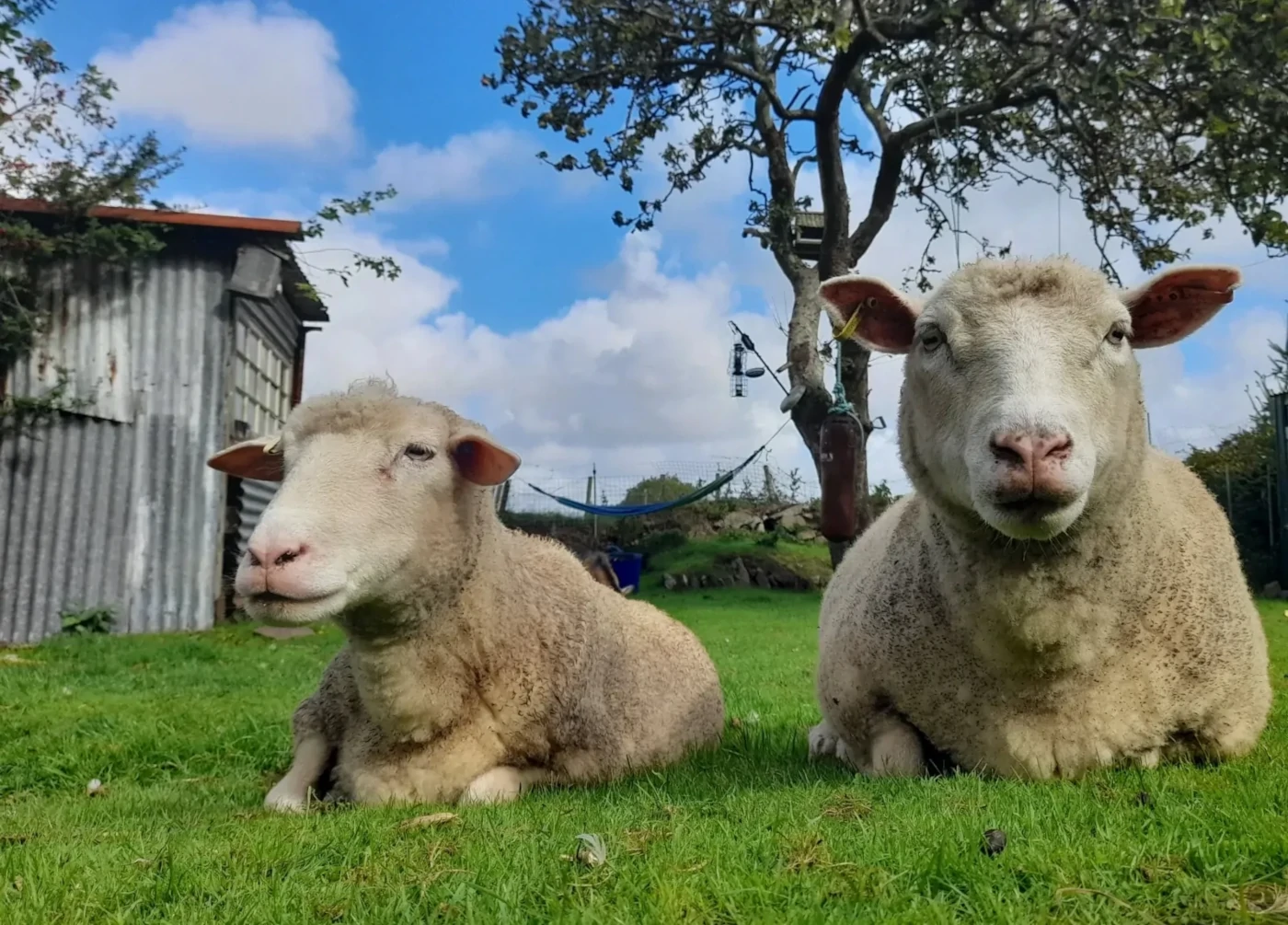 Welcome to Treguth Glamping Unique Experience in Cornwall