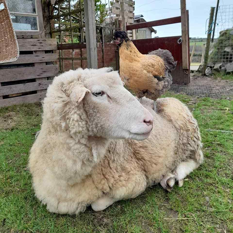 Treguth Glamping Unique Experience