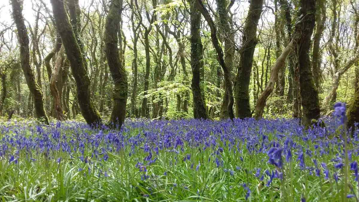 Beautiful Relaxing Scenes Bluebells at Treguth Glamping Cornwall